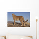 Gepard im Abendlicht