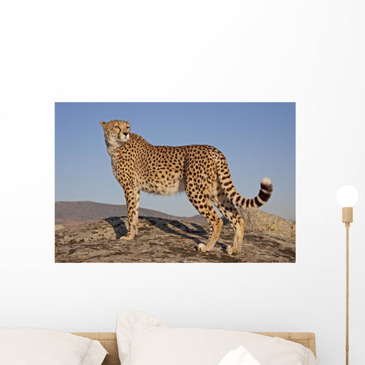 Gepard im Abendlicht