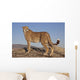 Gepard im Abendlicht