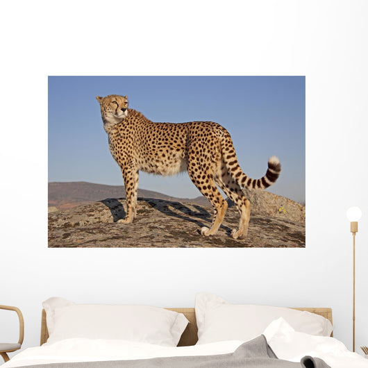 Gepard im Abendlicht