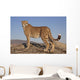 Gepard im Abendlicht