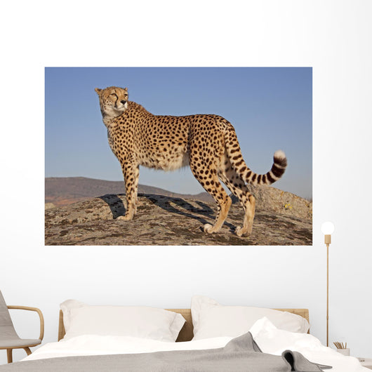 Gepard im Abendlicht