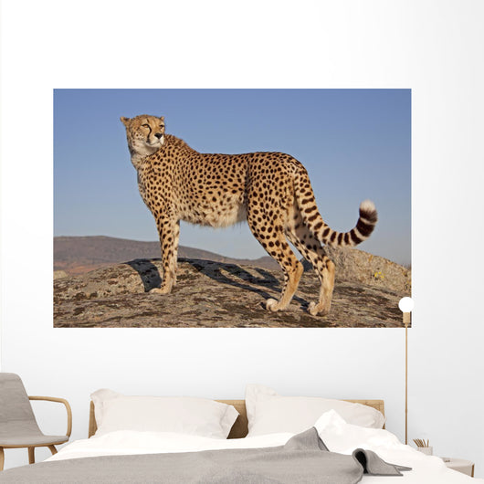 Gepard im Abendlicht