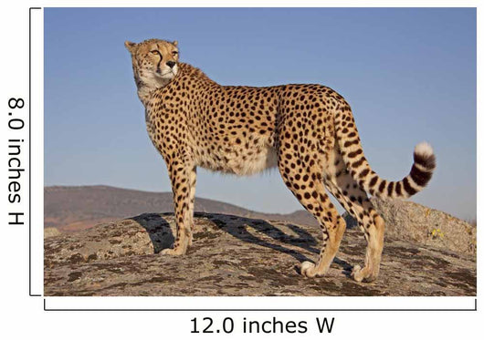Gepard im Abendlicht