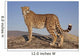 Gepard im Abendlicht