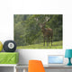 Rothirsch Wall Mural