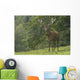 Rothirsch Wall Mural