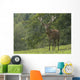 Rothirsch Wall Mural