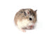 Roborovski Hamster Wall Decal