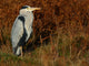 Grey Heron Wall Mural