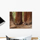 Mariposa Grove Redwoods Wall Mural