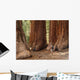 Mariposa Grove Redwoods Wall Mural