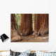 Mariposa Grove Redwoods Wall Mural