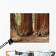 Mariposa Grove Redwoods Wall Mural