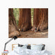 Mariposa Grove Redwoods Wall Mural