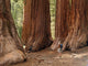 Mariposa Grove Redwoods Wall Mural