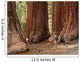 Mariposa Grove Redwoods Wall Mural