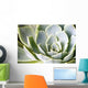 succulents Wall Mural