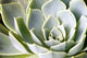succulents Wall Mural