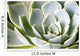 succulents Wall Mural