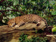 Jaguar Wall Mural