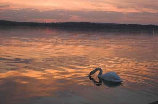 Swan Sunset Wall Decal