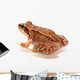 Frog Wall Decal