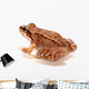 Frog Wall Decal