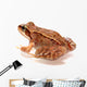 Frog Wall Decal