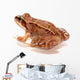 Frog Wall Decal