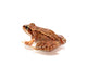 Frog Wall Decal