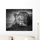 Young Lion Portrait Wall Mural
