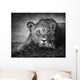 Young Lion Portrait Wall Mural