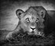 Young Lion Portrait Wall Mural