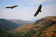 Eagle Above the Valley Wall Mural