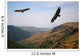 Eagle Above the Valley Wall Mural