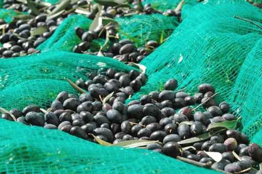 Olives Dans Filet Recolte Wall Decal Design 3