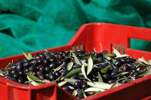 Olives Crop Insurance Fund Wall Decal