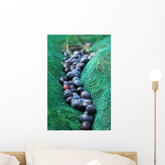 Olives Dans Filet Recolte Wall Decal Design 1