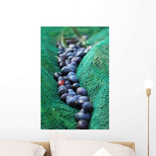 Olives Dans Filet Recolte Wall Decal Design 1