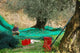Recolte D'olives Wall Decal