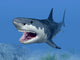 Great White Shark Wall Mural