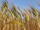 Grano Wall Decal