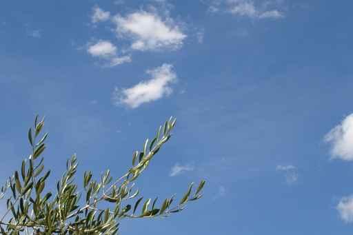 Olive Wall Decal