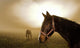 Horse in the Mist Wall Mural
