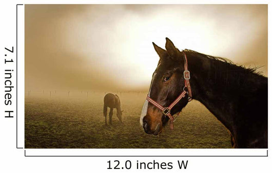 Horse in the Mist Wall Mural