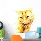 Ginger Cat Wall Mural