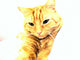 Ginger Cat Wall Mural