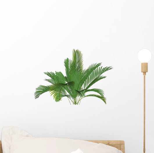 Mountain Palm