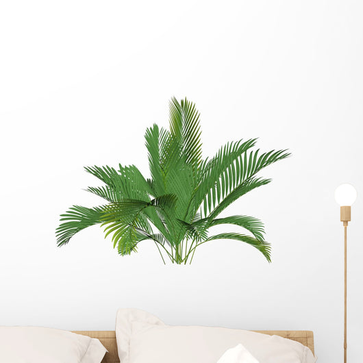 Mountain Palm
